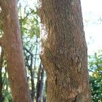 Rhododendron arboreum Bark