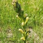 Pedicularis sceptrum-carolinum Kukka