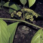 Cordia sprucei Bark