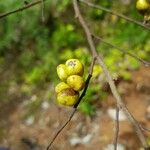 Xylopia frutescens Fruit
