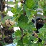 Ribes uva-crispa Feuille