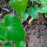 Dioscorea sylvatica Leaf