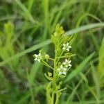 Thesium linophyllon Blüte