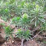Echium giganteum Elinympäristö
