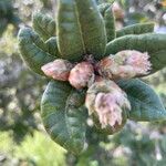 Quercus tomentella ഫലം