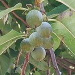 Diospyros lotus Fruit