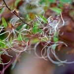 Epilobium anagallidifoliumHoja