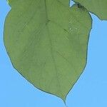Catalpa speciosa Φύλλο