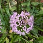 Allium senescens Flor