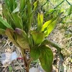 Paeonia lactiflora ഇല