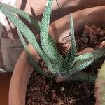 Gasteria carinata Leaf