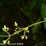 Scrophularia smithii Egyéb
