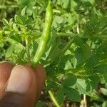 Cleome rutidosperma ഫലം