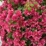 Bougainvillea glabraКветка