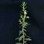Baccharis dracunculifolia Floare