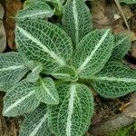 Goodyera pubescens Blatt