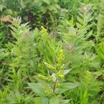 Solidago rugosa Цвят