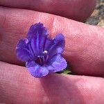 Echium bonnetii Blüte