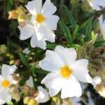 Cistus monspeliensisFlower