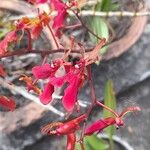 Renanthera imschootiana Цвят