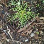 Tagetes filifolia Blatt