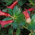 Rhododendron × sarcodes