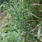 Symphyotrichum ericoidesFolha