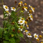 Tanacetum parthenium Çiçek