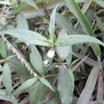 Eclipta prostrata عادت داشتن