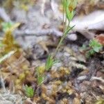 Sabulina tenuifolia Yeri