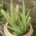 Aloes veraبرگ