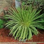 Agave stricta ഇല