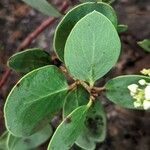 Arctostaphylos parryana Leaf