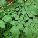 Actaea rubra पत्ता