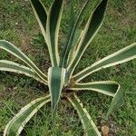 Agave americanaLeaf