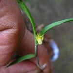 Polystachya lindblomii Blüte