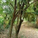 Picralima nitida Corteza