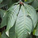 Aesculus parviflora Hoja