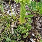 Sempervivum globiferum Leaf