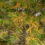 Pinus strobus List