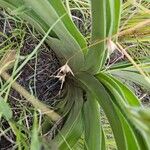 Hypoxis obtusa Folio