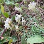 Linaria x sepium Λουλούδι