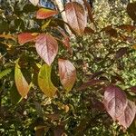 Vaccinium corymbosum Leaf