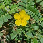 Tribulus cistoides Flower