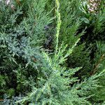 Juniperus chinensis Blatt