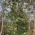 Ilex aquifolium Blad