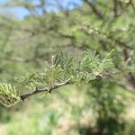 Acacia reficiens Leaf