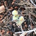 Helianthemum caput-felis Kwiat