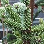 Abies pinsapo Blad