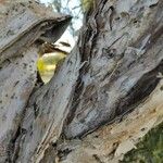 Melaleuca linariifolia Bark